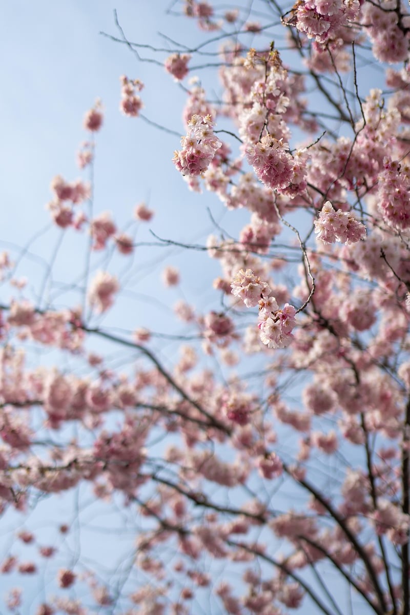 Outdoor Dining Setup